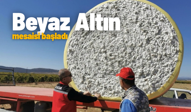 Saruhanlı'da beyaz altın mesaisi başladı