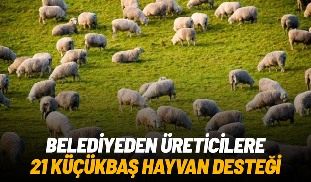 Manisa Büyükşehir’den üreticilere 21 küçükbaş hayvan desteği