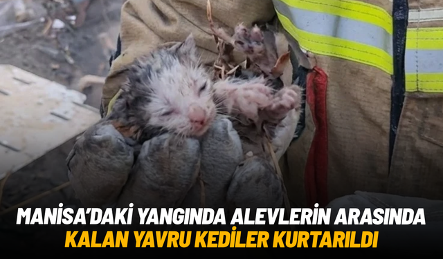 Manisa'da alevlerin arasında kalan yavru kediler kurtarıldı
