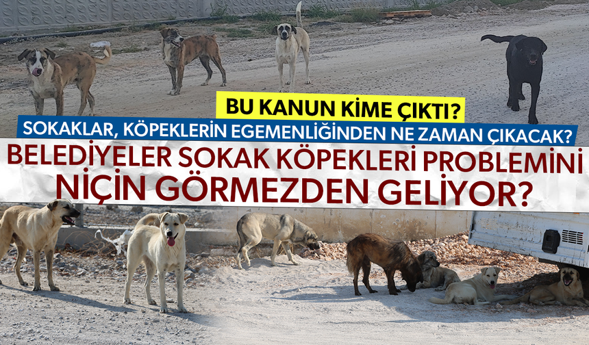 BU KANUN KİME ÇIKTI? MANİSA’DA SAHİPSİZ KÖPEKLER AZALACAĞI YERDE, NEDEN ARTIYOR?