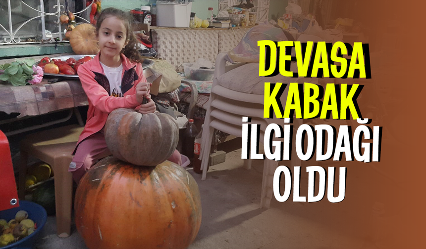 Devasa kabak ilgi odağı oldu