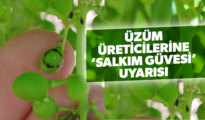 Üzüm üreticilerine ‘Salkım Güvesi’ uyarısı