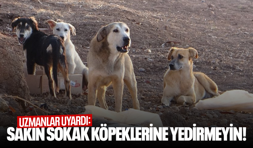 Uzmanlar uyardı: Sakın sokak köpeklerine yedirmeyin!
