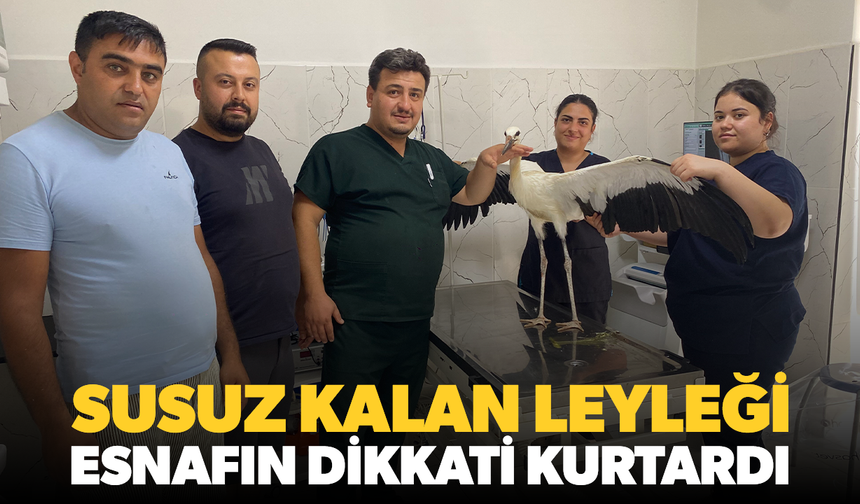 Alaşehir'de susuz kalan leylek kurtarıldı