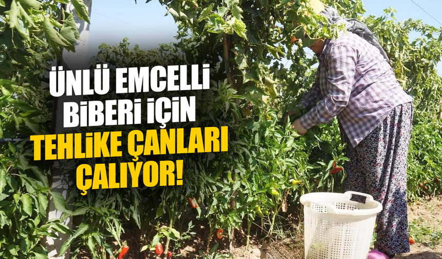 Ünlü Emcelli Biberi yok oluyor