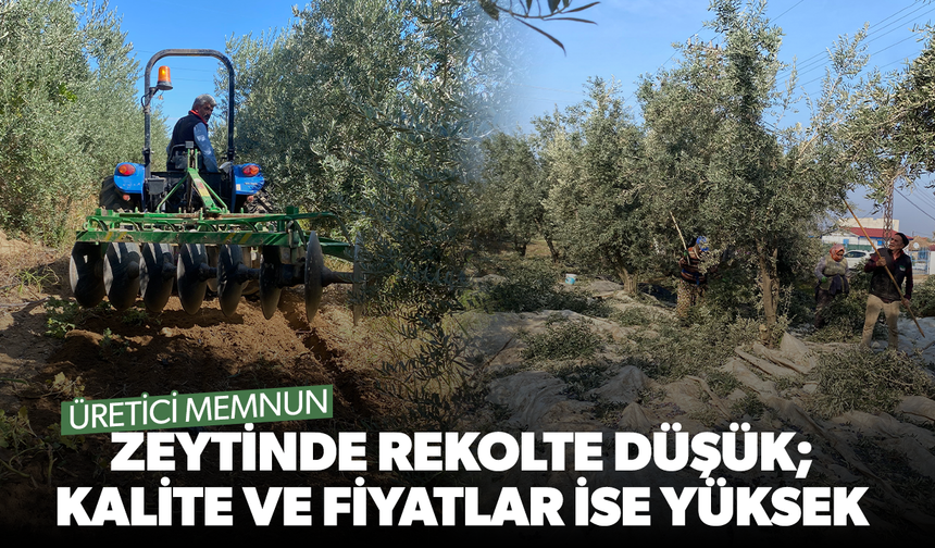 Zeytinde rekolte düşük; kalite ve fiyatlar ise yüksek