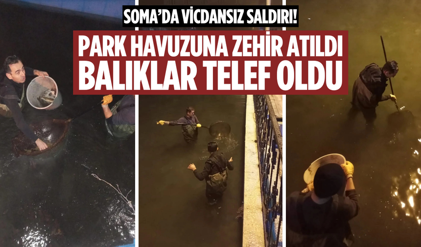 Soma’da park havuzu zehirlendi, balıklar telef oldu