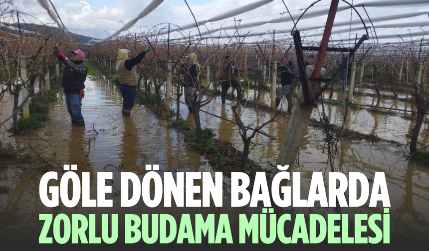 Göle dönen bağlarda budama mücadelesi