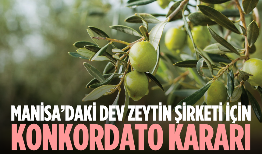Manisa’da zeytin firmasına konkordato