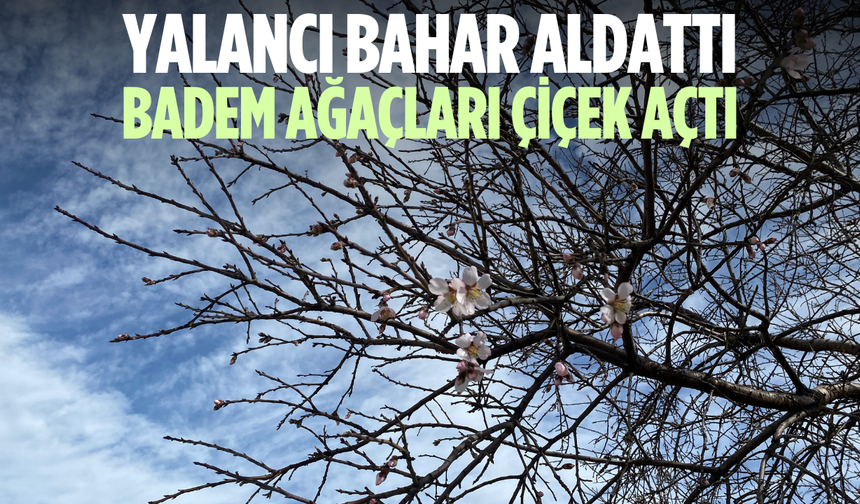 Yalancı bahar aldattı, badem ağaçları çiçek açtı