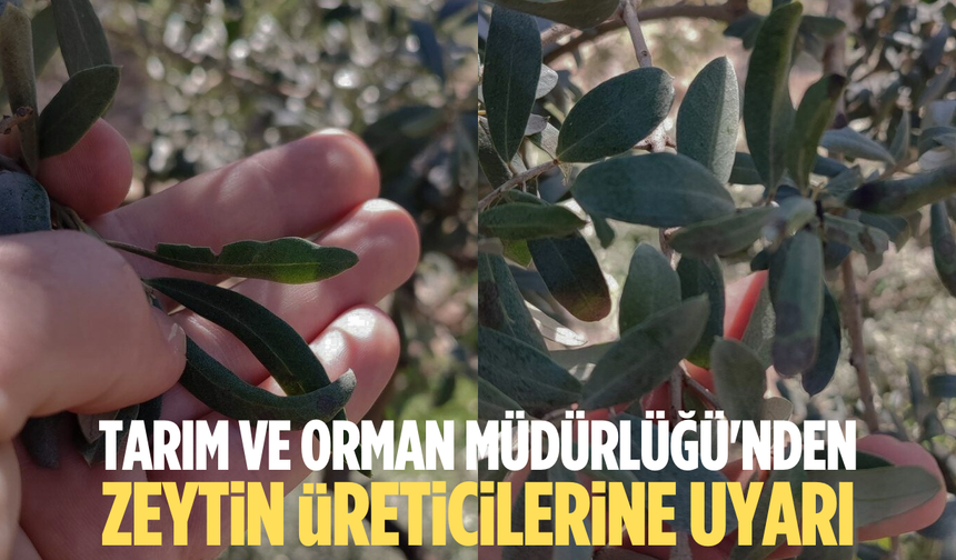 Tarım ve Orman Müdürlüğü'nden zeytin üreticilerine halkalı leke uyarısı