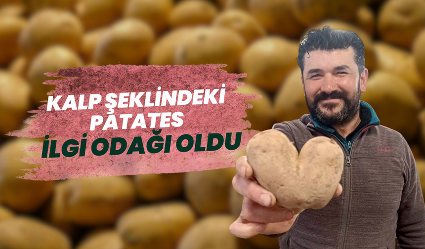 Kalp şeklindeki patates ilgi odağı oldu