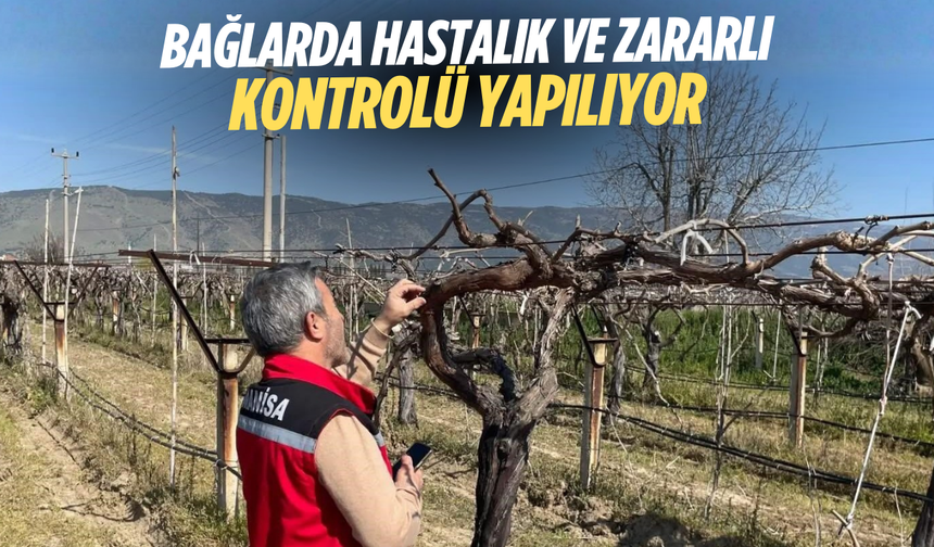 Bağlarda hastalık ve zararlı kontrolü yapılıyor