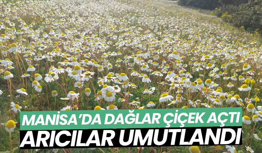 Dağlar çiçek açtı, arıcılar umutlandı