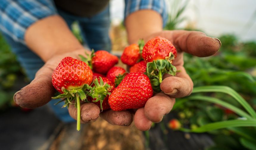 Köprübaşı çileği bu sene de çiftçinin yüzünü güldürdü