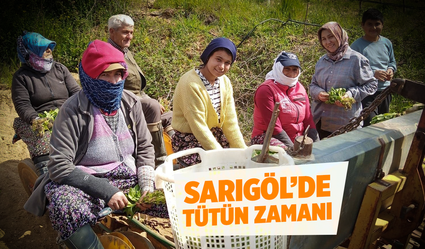 Sarıgöl'de tütün dikimi başladı