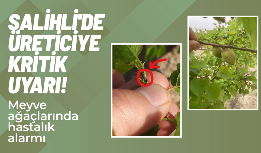 Salihli'de üreticiye kritik uyarı! Meyve ağaçlarında hastalık alarmı