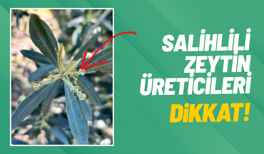 Salihli'de zeytin üreticilerine 'Zeytin Pamuklu Biti' uyarısı