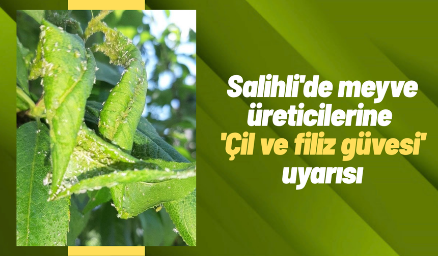 Salihli'de meyve üreticilerine 'Çil ve filiz güvesi' uyarısı
