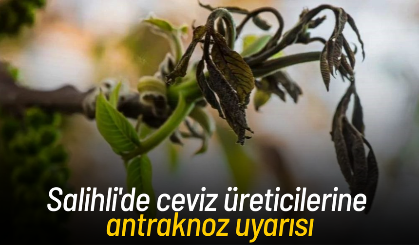 Salihli'de ceviz üreticilerine antraknoz uyarısı