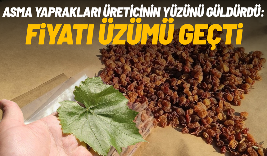 Üzümden önce yaprağı kazandırıyor
