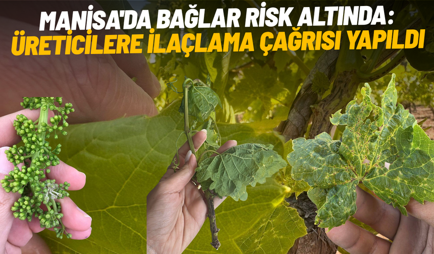 Manisa'da bağlar risk altında: Üreticilere ilaçlama çağrısı yapıldı
