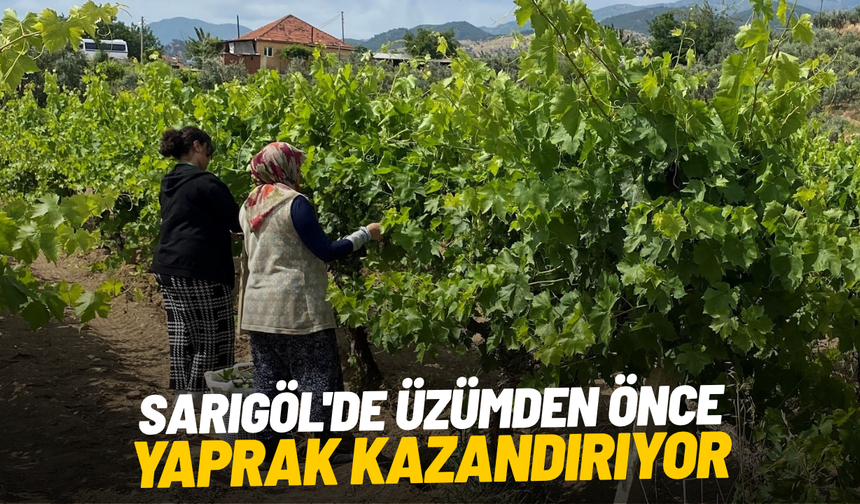 Sarıgöl'de üzümden önce yaprak kazandırıyor
