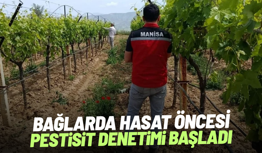 Bağlarda hasat öncesi pestisit denetimi başladı