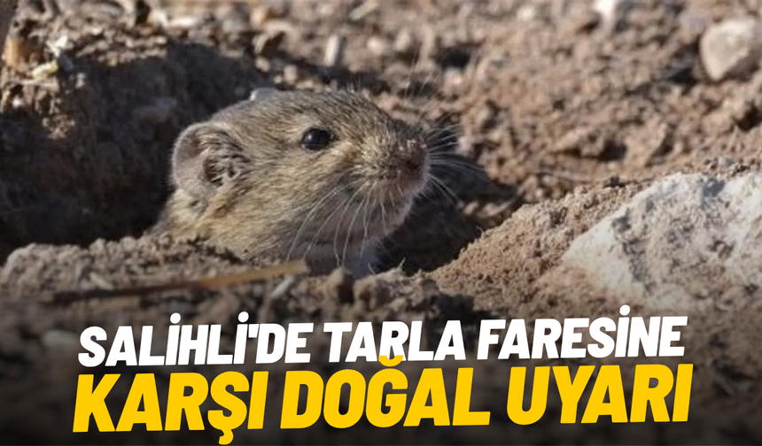 Salihli'de tarla faresine karşı doğal uyarı