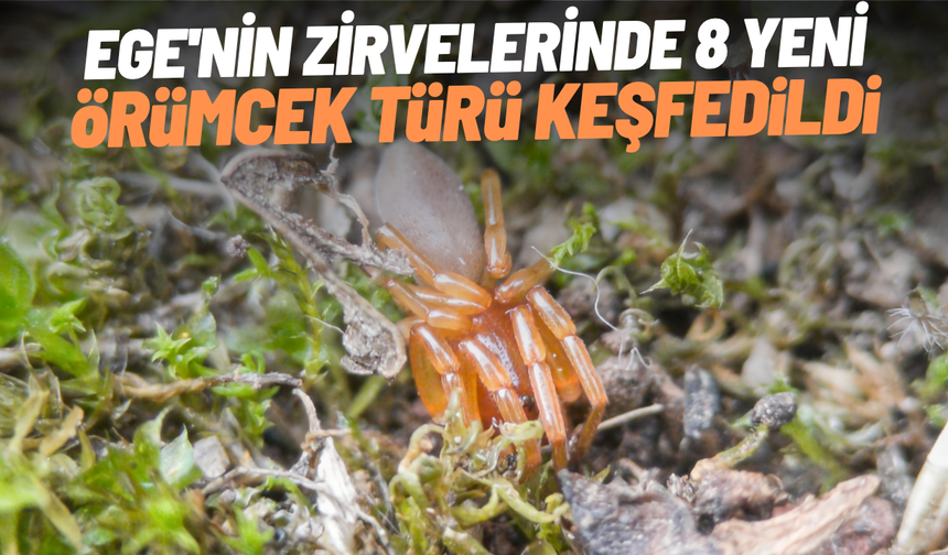Ege'nin zirvelerinde 8 yeni örümcek türü keşfedildi