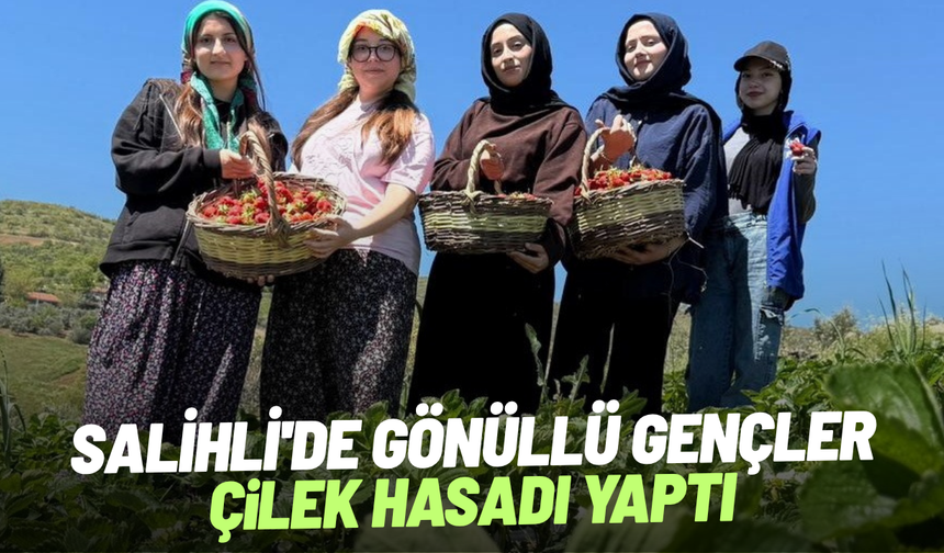 Salihli'de gönüllü gençler çilek hasadı yaptı
