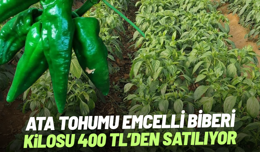 Ata tohumu Emcelli Biberi kilosu 400 TL'den satılıyor