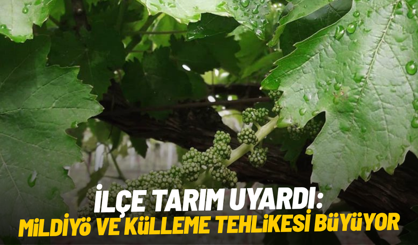 İlçe tarım uyardı: Mildiyö ve külleme tehlikesi büyüyor