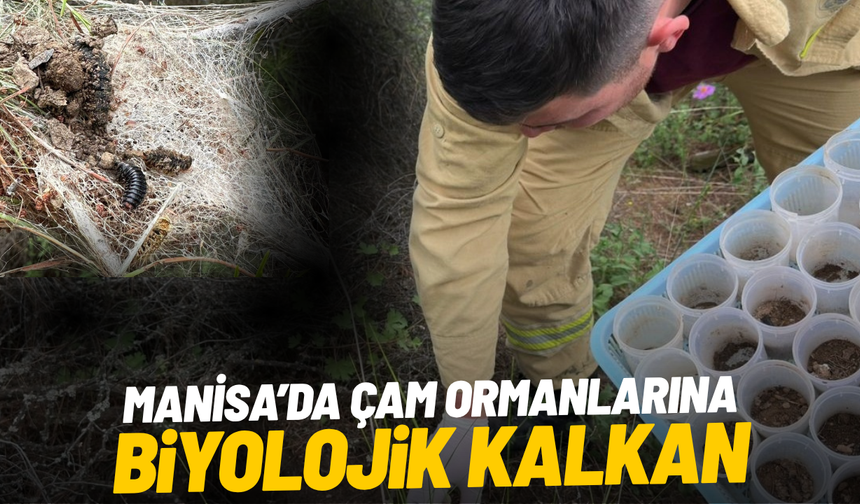 Çam ormanlarına biyolojik kalkan