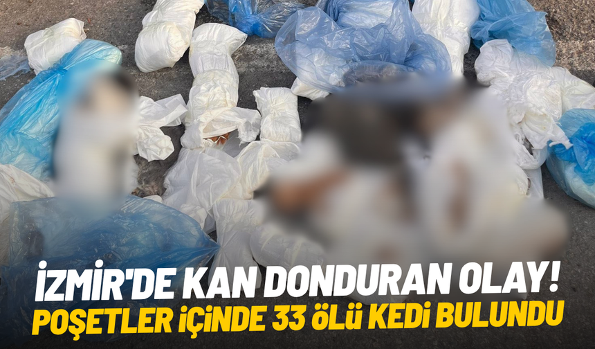 İzmir'de kan donduran olay: Poşetler içinde 33 ölü kedi bulundu