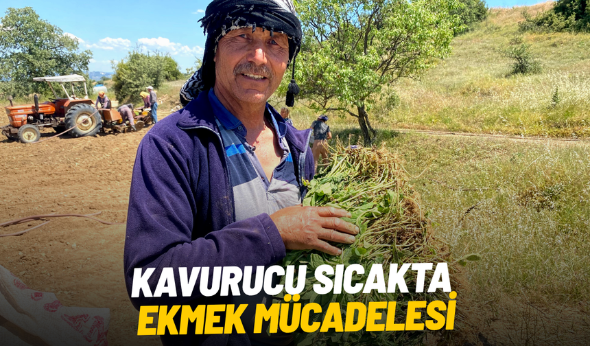 Kavurucu sıcakta ekmek mücadelesi