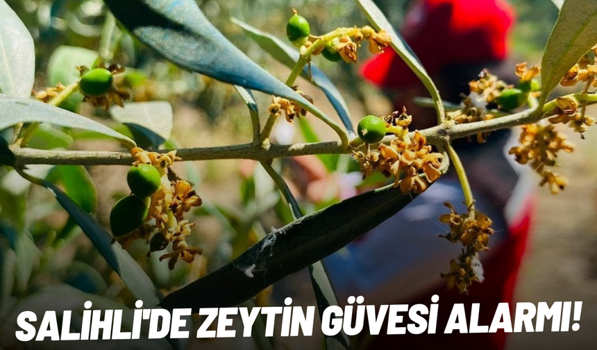Salihli'de zeytin güvesi alarmı