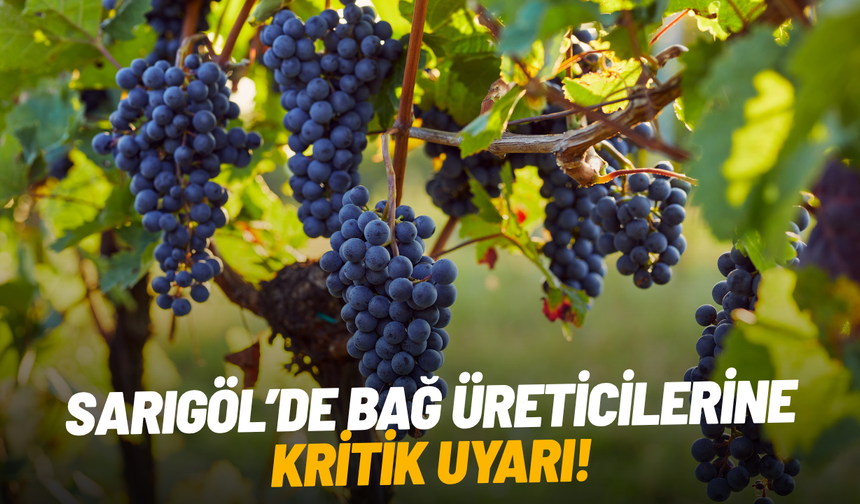 Sarıgöl’de bağ üreticilerine kritik uyarı