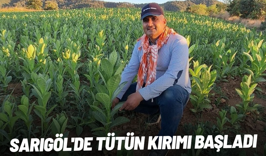 Sarıgöl'de tütün kırımı başladı