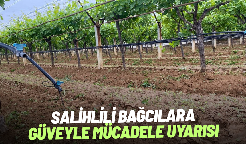 Salihlili bağcılara güveyle mücadele uyarısı