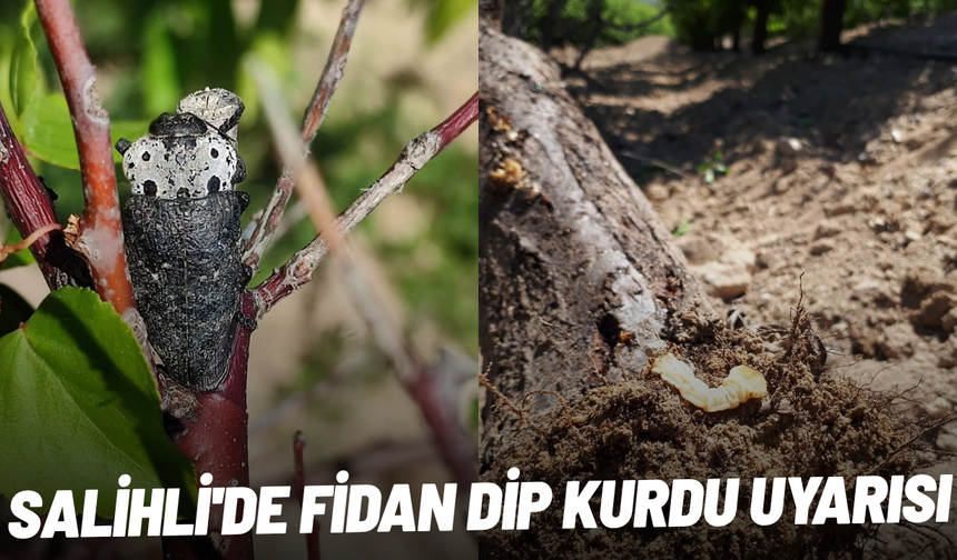 Salihli'de fidan dip kurdu uyarısı