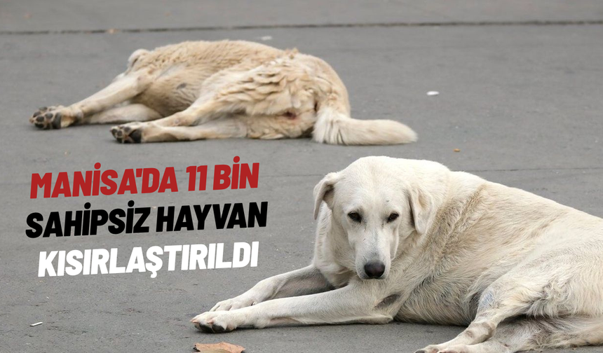 Manisa'da 11 bin sahipsiz hayvan kısırlaştırıldı