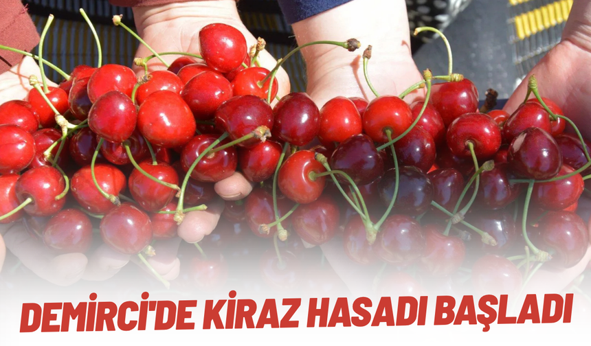 Demirci'de kiraz hasadı başladı