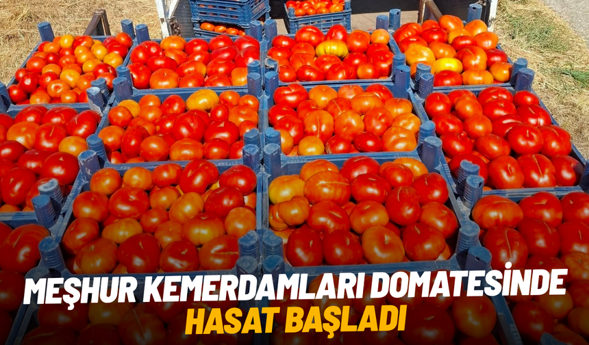 Meşhur Kemerdamları domatesinde hasat başladı