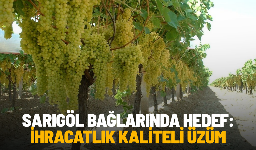 Sarıgöl bağlarında hedef ihracatlık kaliteli üzüm