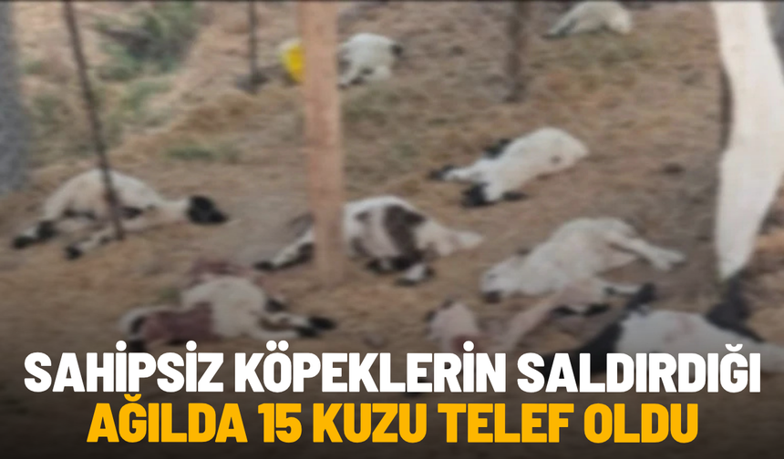 Sahipsiz köpeklerin saldırdığı ağılda 15 kuzu telef oldu