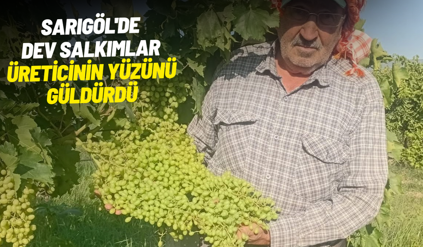 Sarıgöl'de dev salkımlar ihracat yolunda