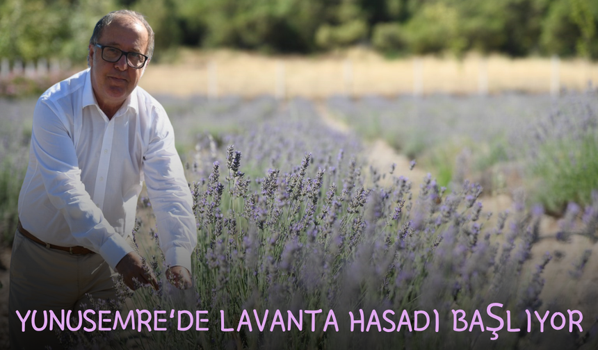 Yunusemre'de lavanta hasadı başlıyor