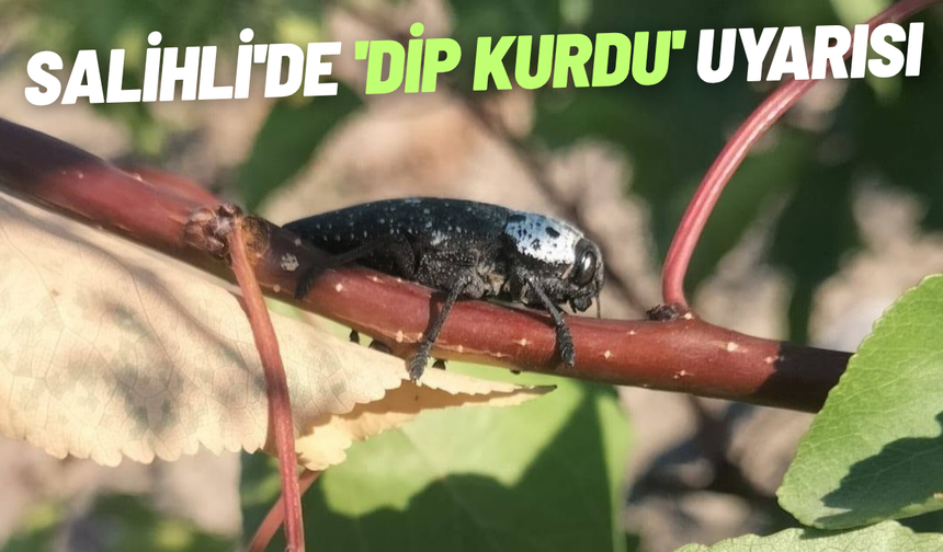 Salihli'de 'dip kurdu' uyarısı
