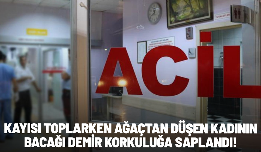 Kayısı toplarken ağaçtan düşen kadının bacağı demir korkuluğa saplandı!